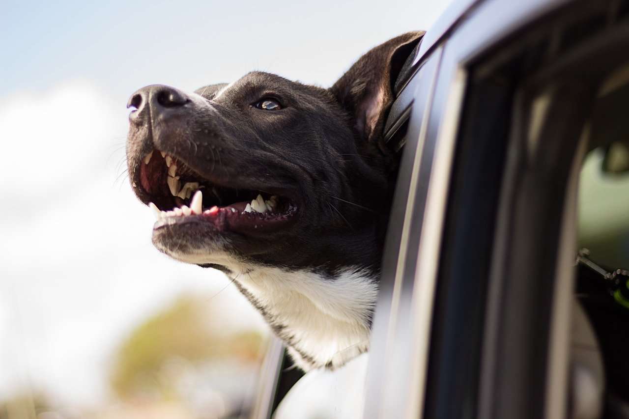 What to consider when driving with dogs on board